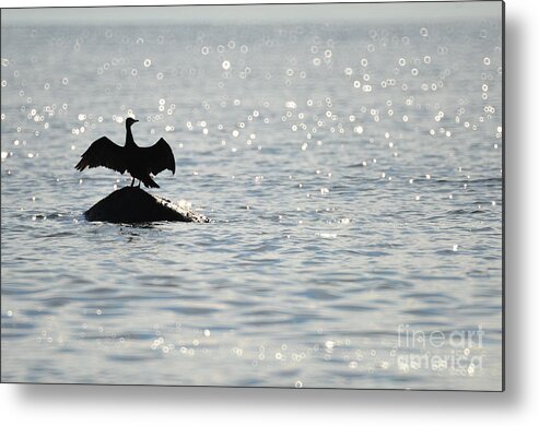 Cormorant Metal Print featuring the photograph Bokeh by Randi Grace Nilsberg