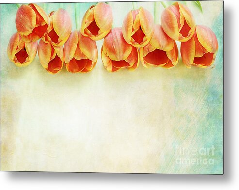 Tulip Metal Print featuring the photograph Border of Orange Tulips by Stephanie Frey