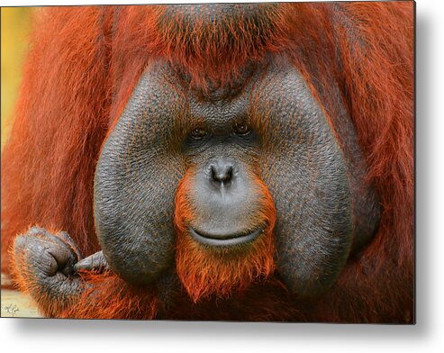 Orangutan Metal Print featuring the photograph Bornean Orangutan by Lourry Legarde
