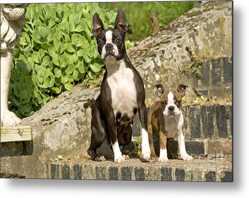 Dog Metal Print featuring the photograph Boston Terrier And Puppy by Jean-Michel Labat