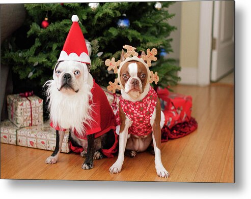 Animal Themes Metal Print featuring the photograph Boston Terrier Christmas by Genevieve Morrison