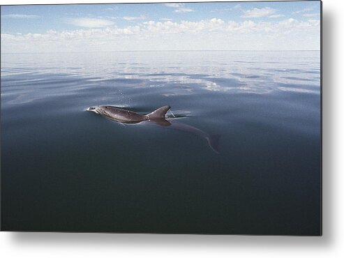 Feb0514 Metal Print featuring the photograph Bottlenose Dolphin Surfacing Australia by Flip Nicklin