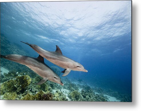 Nis Metal Print featuring the photograph Bottlenose Dolphins Swimming Over Reef by Dray van Beeck