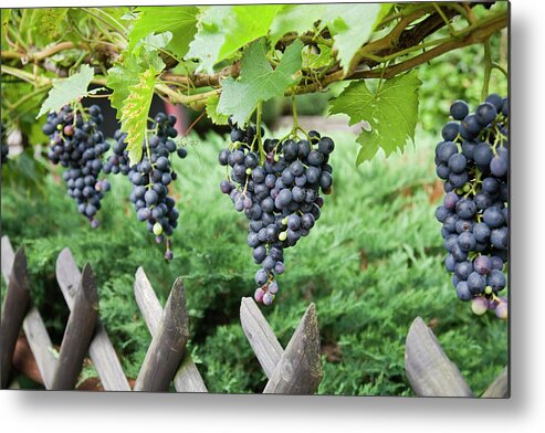 Hanging Metal Print featuring the photograph Bountiful Harvest by Diephosi