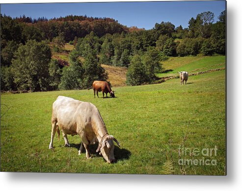 Agriculture Metal Print featuring the photograph Bovine Cattle by Carlos Caetano
