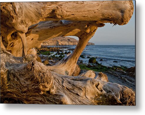 Bowling Ball Beach Metal Print featuring the photograph Bowling Ball Beach Framed in Driftwood by Her Arts Desire