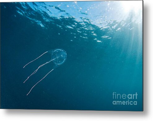 Southern Sea Wasp Metal Print featuring the photograph Box Jellyfish by David Fleetham