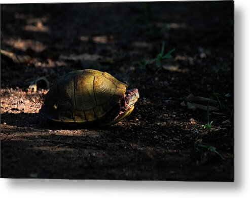 Box Turtle Metal Print featuring the photograph Box Turtle at Sunrise on Old Erbie Road by Michael Dougherty