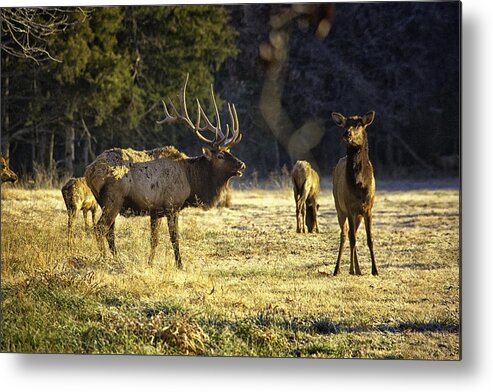 Bull Elk Metal Print featuring the photograph Boxley Stud and Cow Elk by Michael Dougherty