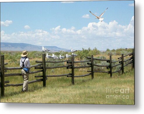 Pioneer Metal Print featuring the photograph Boy and Seagulls by Cindy Singleton