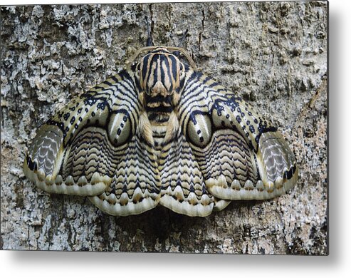 Feb0514 Metal Print featuring the photograph Brahmin Moth Camouflaged Philippines by Ch'ien Lee