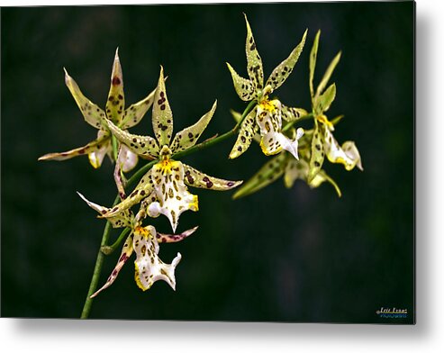 Brassidum Orchid Metal Print featuring the photograph Brassidium Orchids by Aloha Art