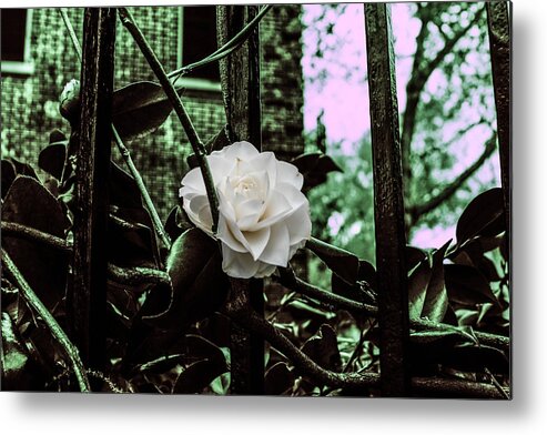 Flower Metal Print featuring the photograph Breaking Free by Steven Taylor