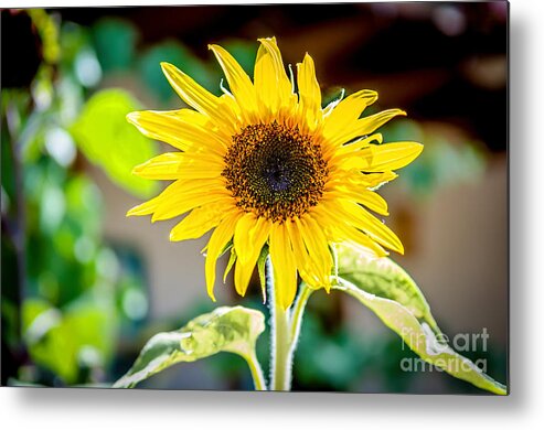 Bob And Nancy Kendrick Metal Print featuring the photograph Bright and Sunny by Bob and Nancy Kendrick