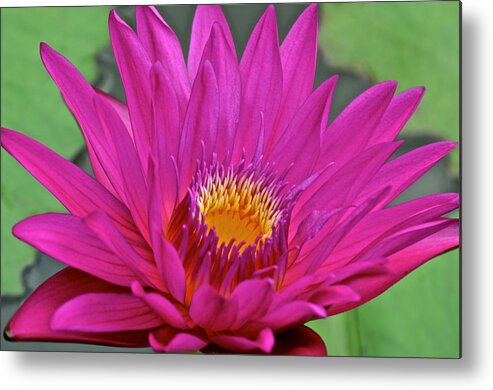 Beauty Metal Print featuring the photograph Bright Beauty by Frozen in Time Fine Art Photography