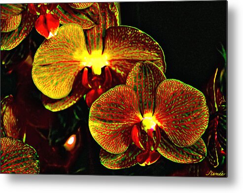 Orchid Metal Print featuring the photograph Bright Couple by Renee Anderson