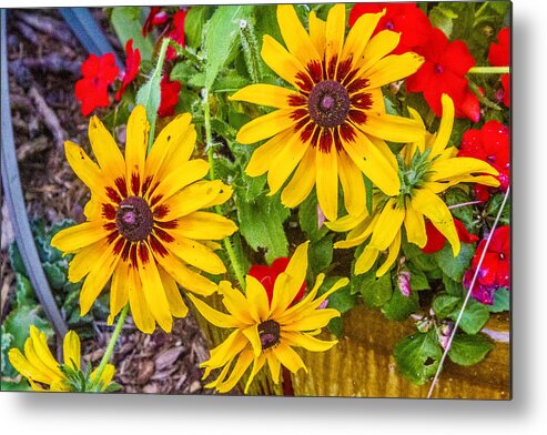 Bright Metal Print featuring the digital art Bright Daisies by Photographic Art by Russel Ray Photos