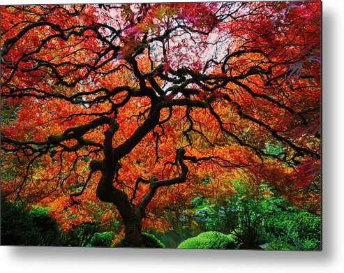 Fall Color Metal Print featuring the photograph Bright Red Color Maple by Hisao Mogi