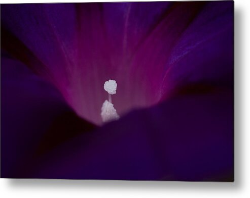 New England Flower Photograph Metal Print featuring the photograph Bright spot in purple by Jeff Folger