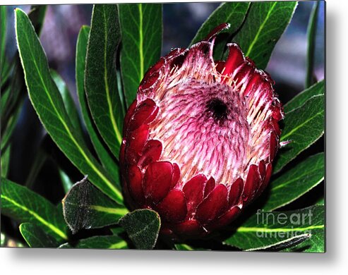 Photography Metal Print featuring the photograph Bright'n'Happy Protea by Kaye Menner