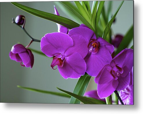 Floral Metal Print featuring the photograph Brilliance by Jade Moon 