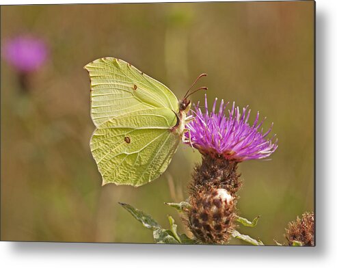 Brimstonebutterfly Metal Print featuring the photograph Brimstone on Creeping Thistle by Paul Scoullar