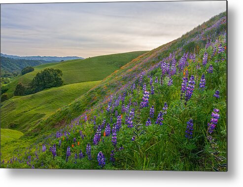 Landscape Metal Print featuring the photograph Briones Wildflowers by Marc Crumpler