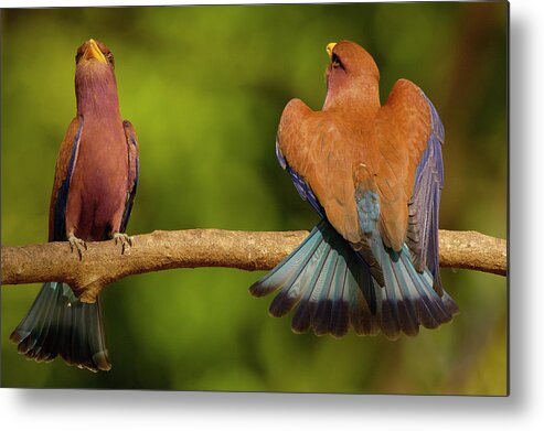 00217600 Metal Print featuring the photograph Broad-billed Roller Courtship by Pete Oxford