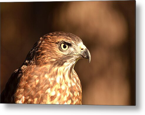 Broad-winged Hawk Metal Print featuring the photograph Broad-winged Hawk by Nancy Landry