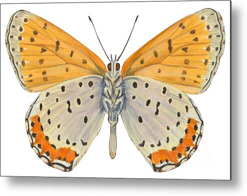 Zoology; No People; Horizontal; Close-up; Full Length; White Background; One Animal; Animal Themes; Nature; Wildlife; Symmetry; Fragility; Wing; Animal Pattern; Antenna; Entomology; Illustration And Painting; Spotted; Yellow; Bronze Metal Print featuring the drawing Bronze copper butterfly by Anonymous