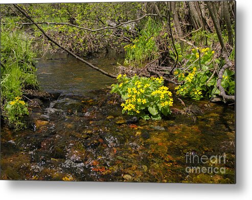 Cook's Run Metal Print featuring the photograph Brook trout country by Dan Hefle