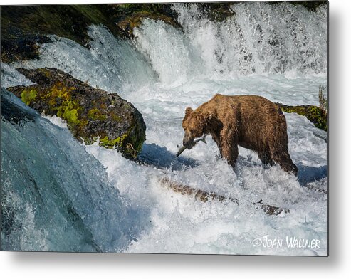 Alaska Metal Print featuring the photograph Brooks Falls Grizzly by Joan Wallner
