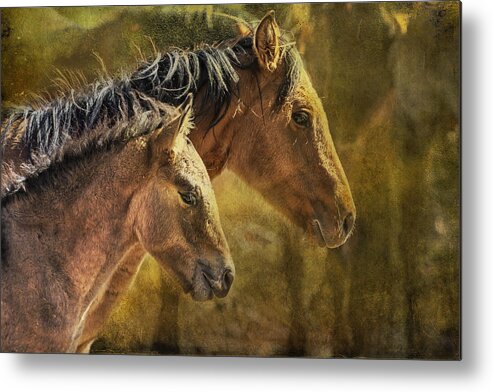 Pryor Mustangs Metal Print featuring the photograph Brothers by Belinda Greb