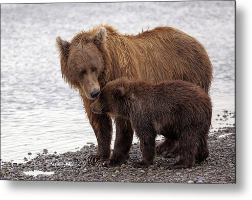 Katmai Peninsula Metal Print featuring the photograph Brown Bear And Cub by Daniel A. Leifheit