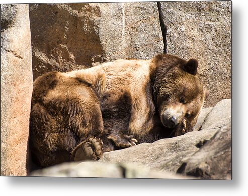 Brown Bear Metal Print featuring the photograph Brown bear asleep again by Flees Photos
