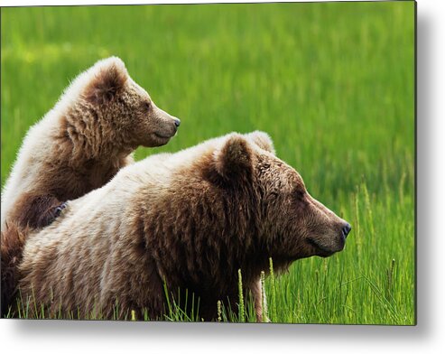 Brown Bear Metal Print featuring the photograph Brown Bear Cub Standing On Mothers Back by Richard Wear / Design Pics