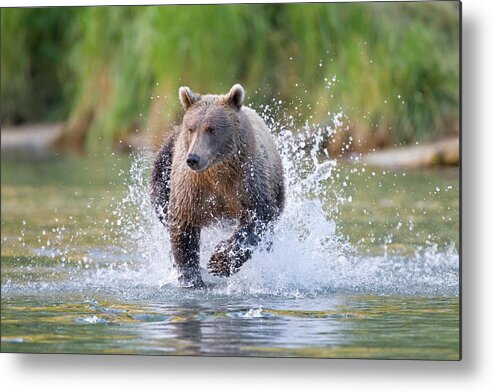 Brown Bear Metal Print featuring the photograph Brown Bear Running In Water by John Devries