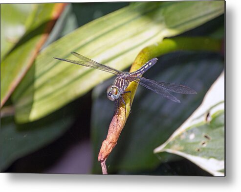 Brown Dragonfly Metal Print featuring the photograph Brown dragonfly by Susan Jensen
