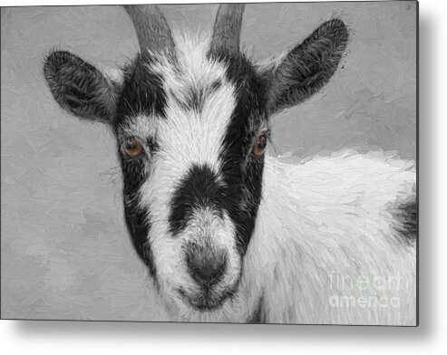 Goat Metal Print featuring the digital art Brown Eyed Goat by Jayne Carney
