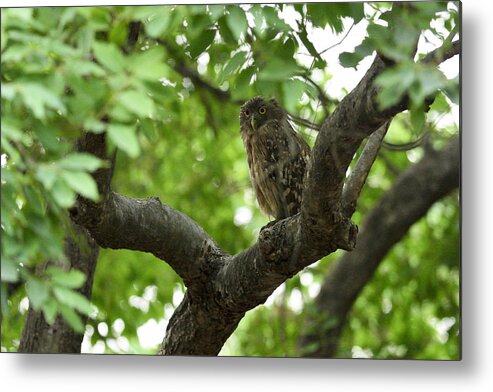 Brown Metal Print featuring the photograph Brown Fish Owl by Fotosas Photography