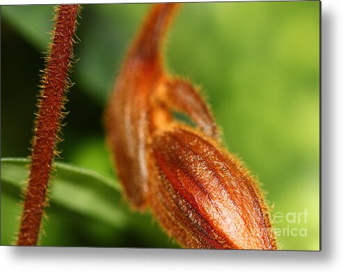 Botanical Metal Print featuring the photograph Brown Flower Bud by Amanda Mohler