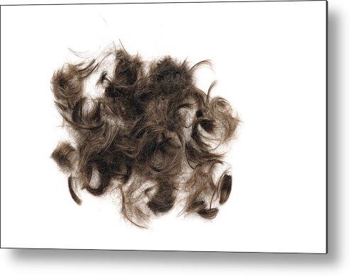 Hair Metal Print featuring the photograph Brown hair white background by Matthias Hauser