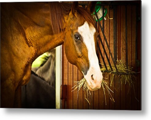 Equine Photographs Metal Print featuring the photograph Brown Horse by Joann Copeland-Paul