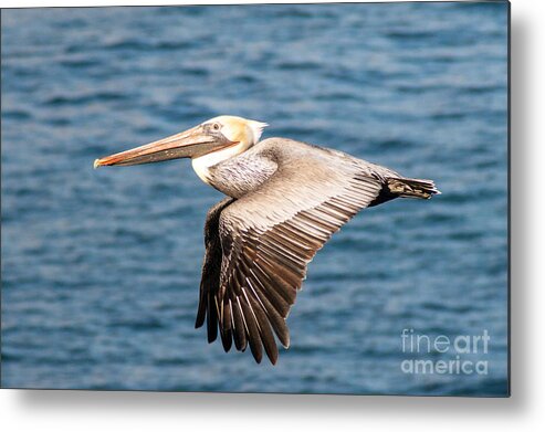 Brown Metal Print featuring the photograph Brown Pelican Flying by Darleen Stry