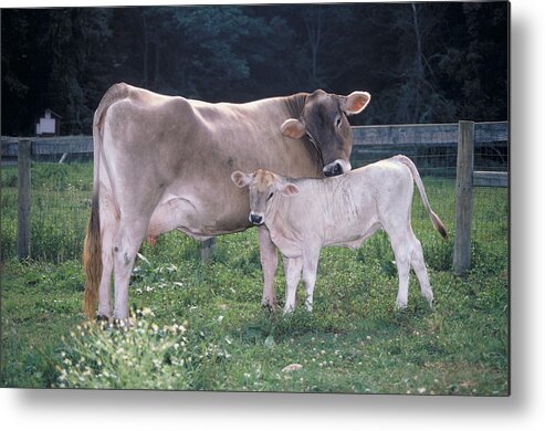 Affection Metal Print featuring the photograph Brown Swiss by Bonnie Sue Rauch