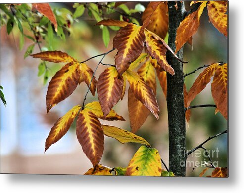 Fall Metal Print featuring the photograph Brown Yellow Leaves by Stan Reckard