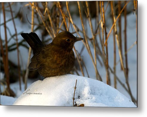 Brownbird Metal Print featuring the photograph Brownbird by Torbjorn Swenelius