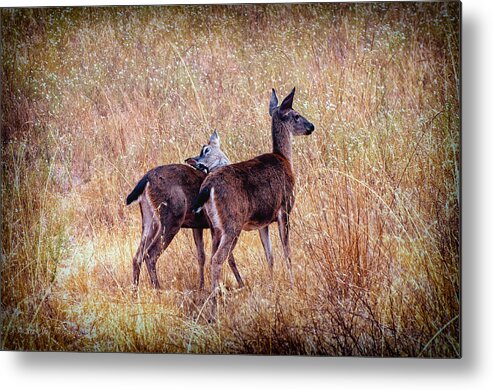 Wildlife Metal Print featuring the photograph Browsing Together by Jim Thompson