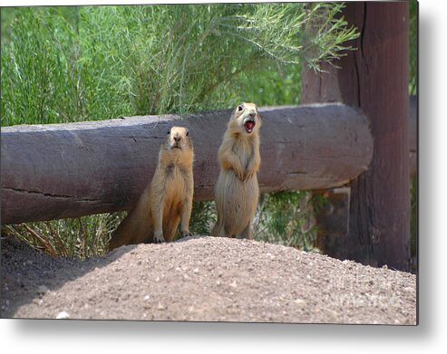 Two Metal Print featuring the photograph Bryce Prairie Dogs by Joan Wallner