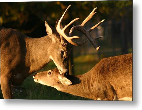 Whietail Buck And Doe Metal Print featuring the photograph Buck and Friend by John Dart